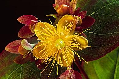 开工啦！长城不会凭空而起《华夏山河》现已正式上线！中文配音版演绎华夏往事